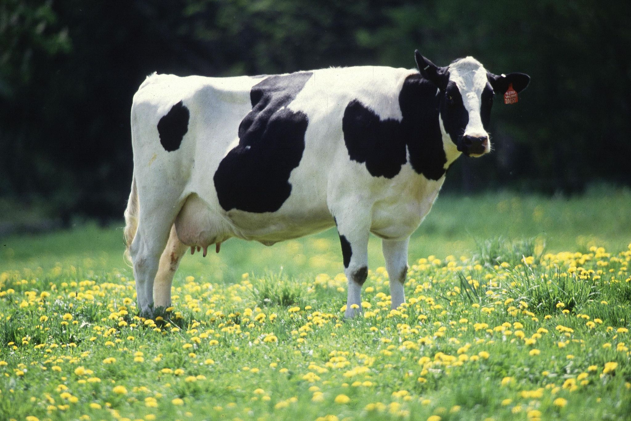 Imágen de una vaca raza Holando en el campo