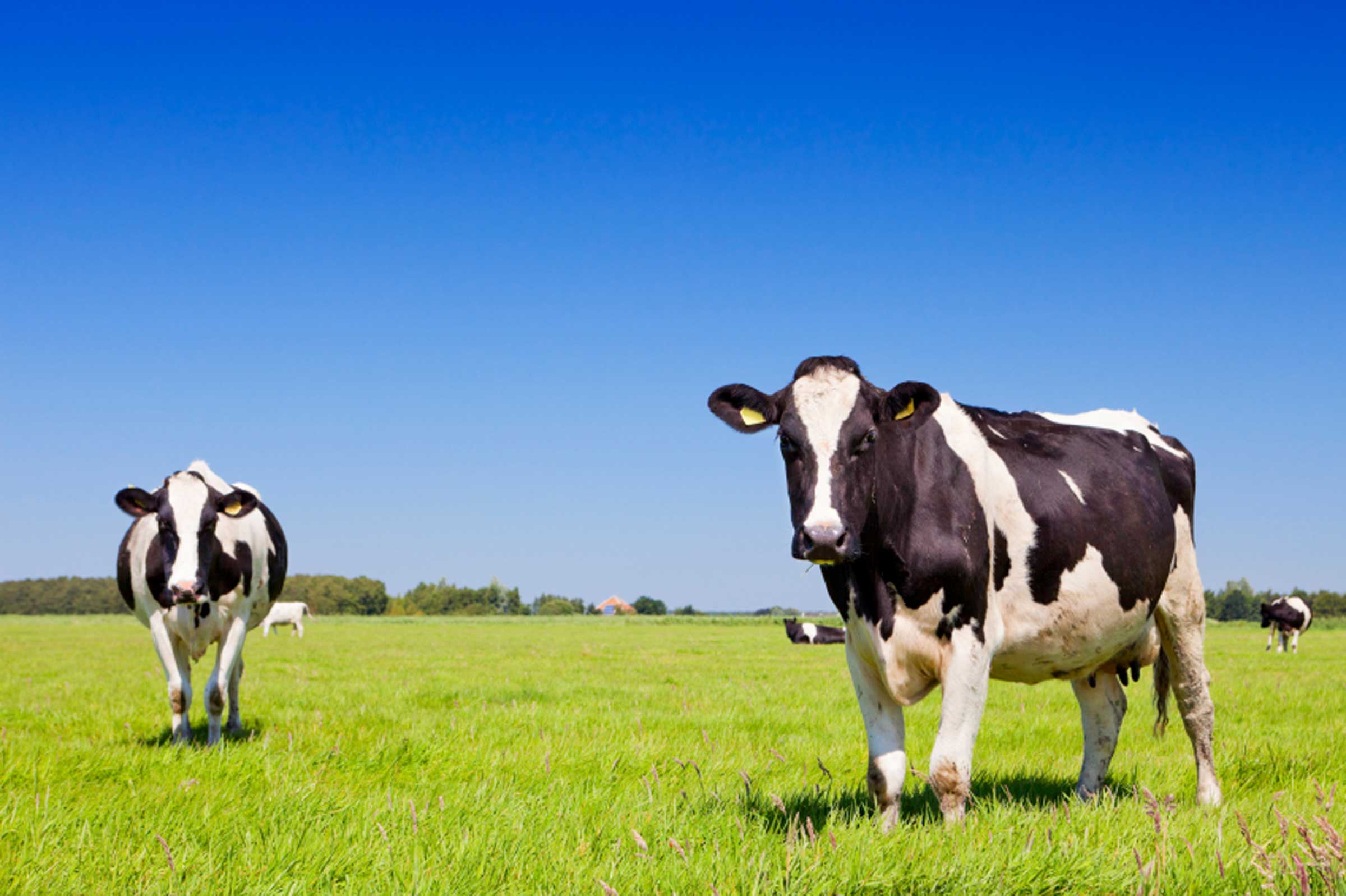 Imágen de una vaca raza Holando en el campo