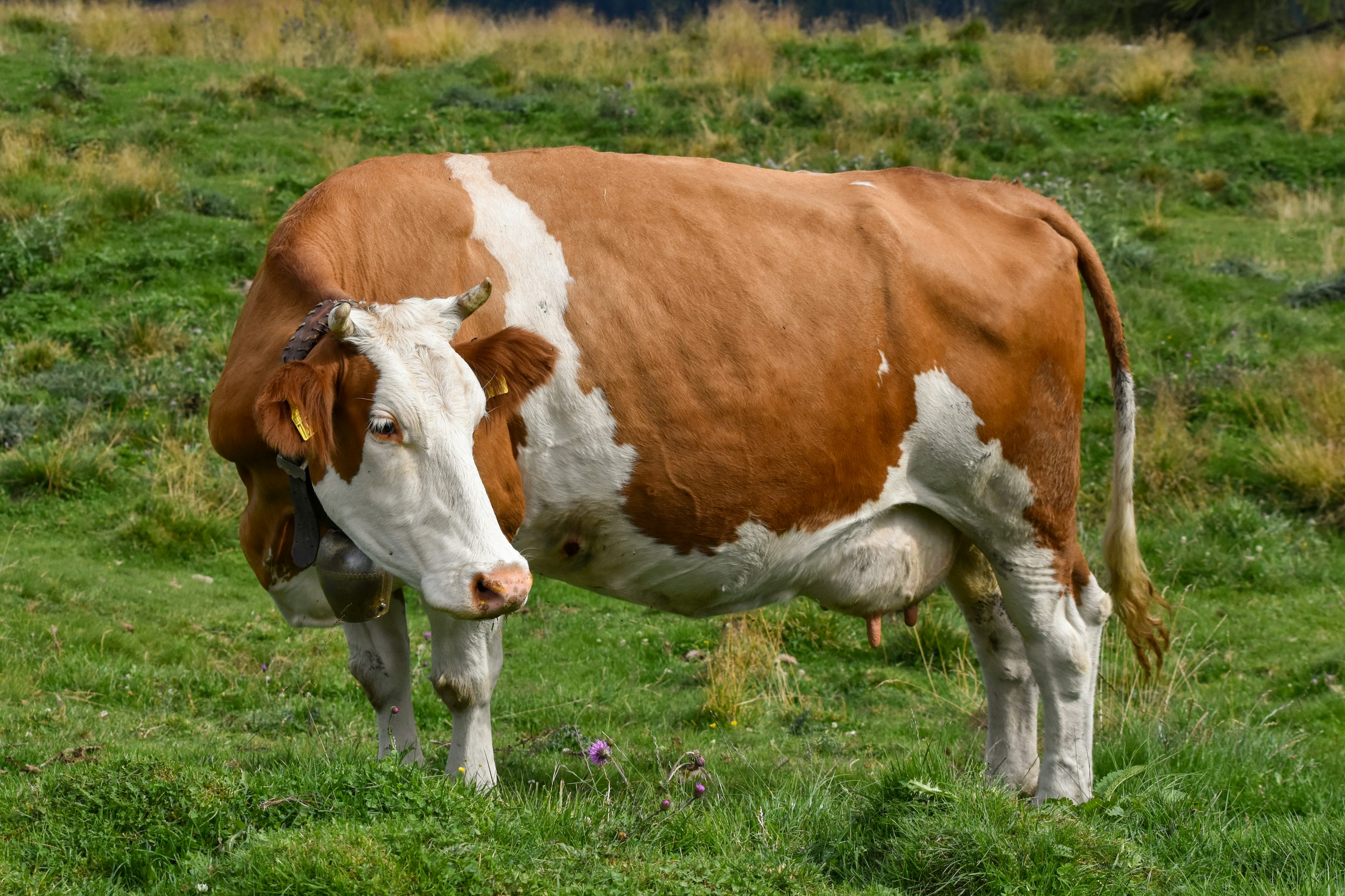 Imágen de una vaca raza Simmental en el campo